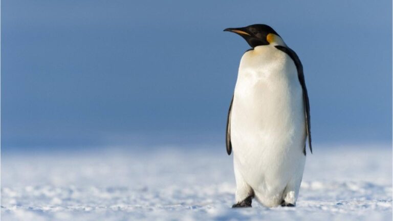 La sorprendente verità: quanti pinguini popolano il nostro pianeta?